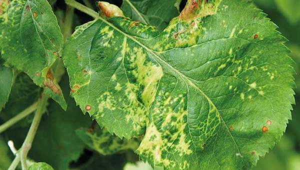 6 Ιοί και ένα Ιοειδές