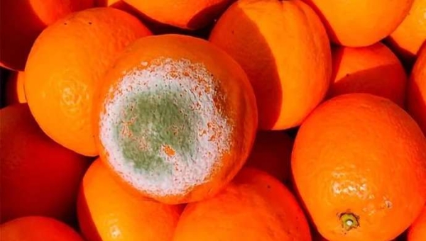 Φροντίδα εσπεριδοειδών μετά τη συγκομιδή: ένας νέος σύμμαχος κατά της σήψης 