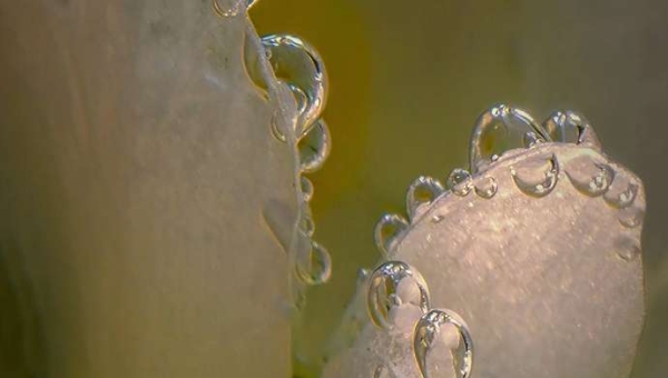 Η επίδραση της επιφάνειας των φύλλων στη διαπνοή εξαρτάται από το εξωτερικό περιβάλλον