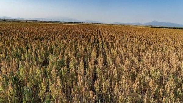 Καλλιέργεια κινόας και αποτύπωμα άνθρακα στην Ελλάδα