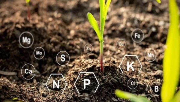 Νανολιπάσματα στην βιώσιμη γεωργία: τεχνολογία και εφαρμογές