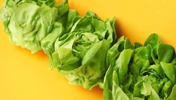 Μαρούλι: Πώς το πυρίτιο και το ασβέστιο ενισχύουν την ανάπτυξη