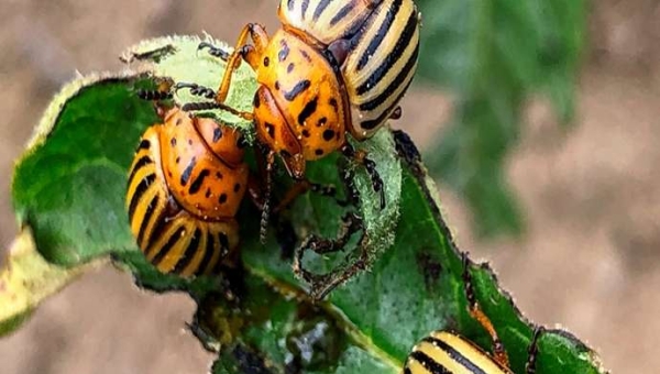 Τι είναι η τεχνολογία ψεκασμού RNA;