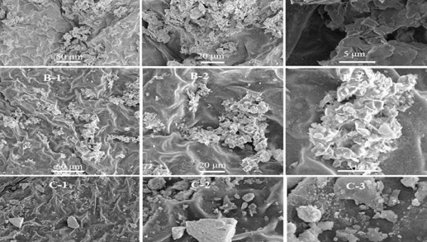 Νάνο-Χαλκός κατά του PSA στο ακτινίδιο