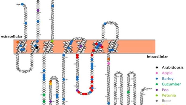 Σώζοντας τις καλλιέργειες από το ωίδιο με την επεξεργασία γονιδίων CRISPR/Cas9