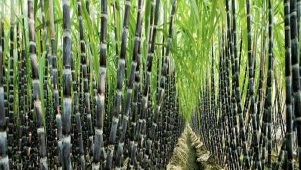 Ρομποτική στα ζιζάνια του ζαχαροκάλαμου