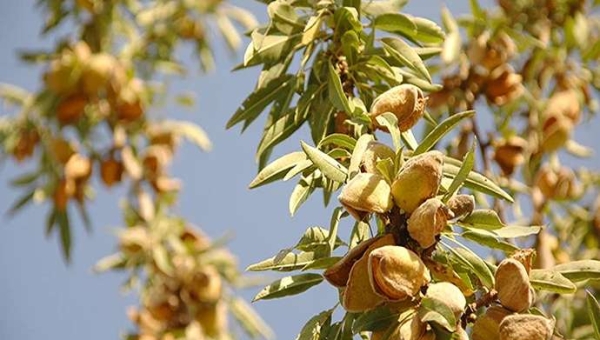 Κλάδεμα αμυγδαλιάς: πότε και πώς να προχωρήσετε