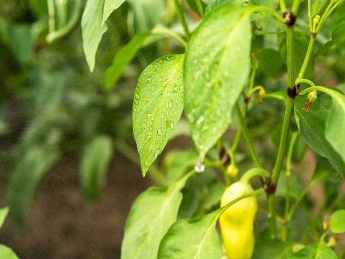 Τεχνητή νοημοσύνη για πιο αποτελεσματικό ψεκασμό