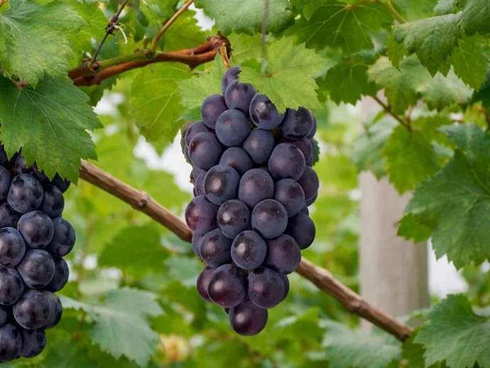 Ιαπωνικά σταφύλια, χαρακτηριστικά και ενδιαφέροντα στοιχεία για την ποικιλία Kyoho