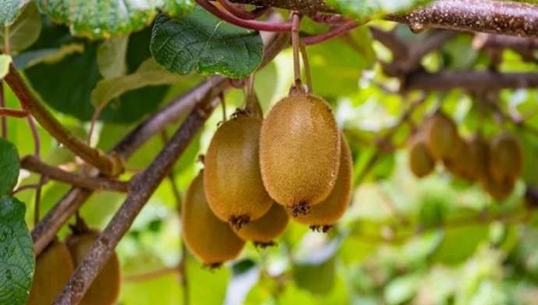 Η ασθένεια του ακτινιδίου: ένα νέο σχέδιο για την αντιμετώπισή της