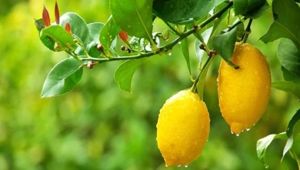 Λίπανση εσπεριδοειδών: πότε και πώς να την εφαρμόσετε