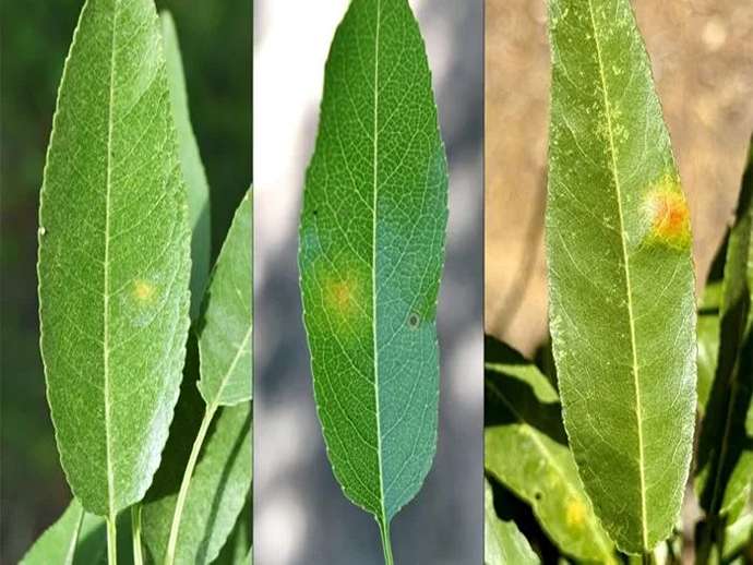 Κόκκινη κηλίδωση φύλλων: χαρακτηριστικά και στρατηγικές