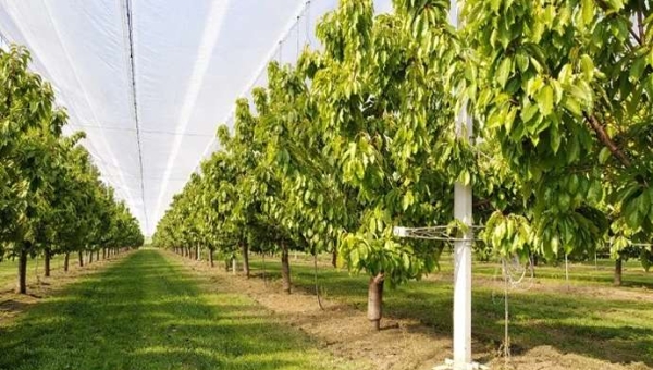 Επικαλύψεις κερασιών: Η πραγματική επίδραση βρίσκεται στα φρούτα
