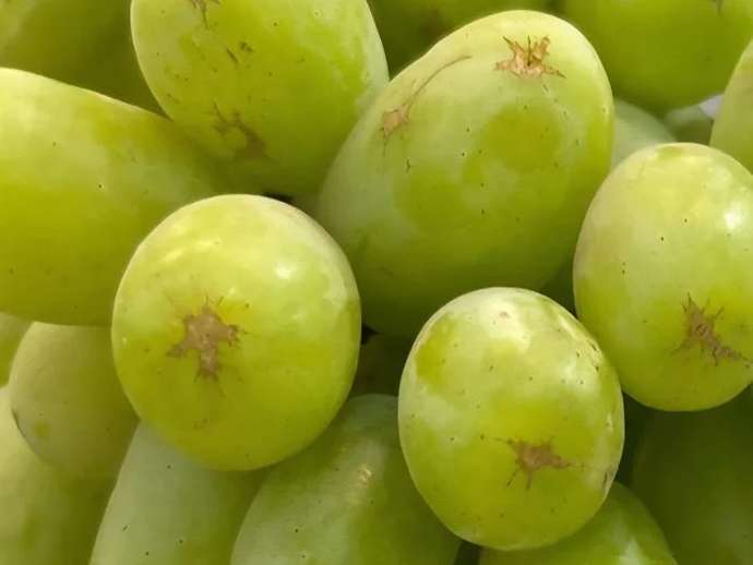 Αλλοιώσεις στη φλούδα μετά τη συγκομιδή: τι ζημιά προκαλούν;