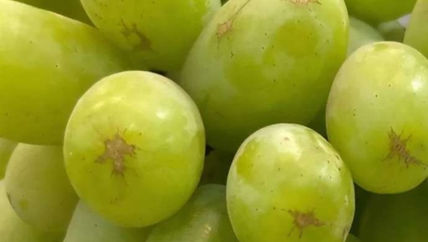 Αλλοιώσεις στη φλούδα μετά τη συγκομιδή: τι ζημιά προκαλούν;