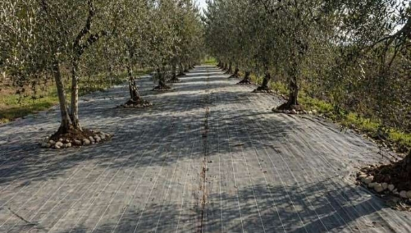 Εδαφοκάλυψη ελιάς: έδαφος, τεχνική και φυσιολογία