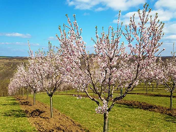 Άνεμος κατά την ανθοφορία: επιπτώσεις στην επικονίαση και την καρπόδεση