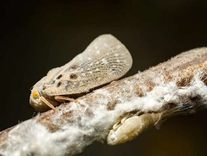Metcalfa pruinosa: βλάβη, βιολογικός κύκλος και άμυνα