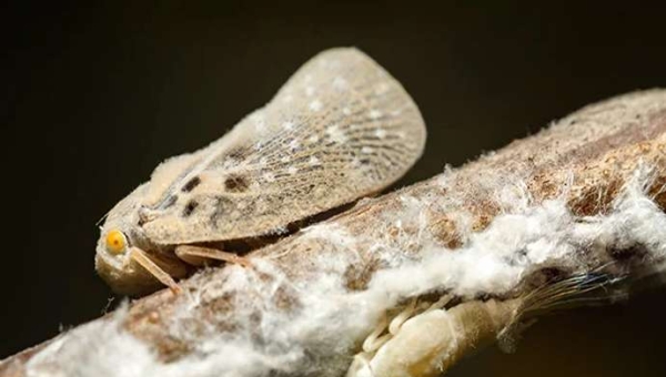 Metcalfa pruinosa: βλάβη, βιολογικός κύκλος και άμυνα