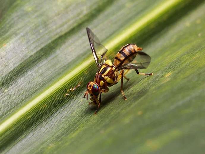 Bactrocera dorsalis: γιατί επηρεάζει και τα επιτραπέζια σταφύλια