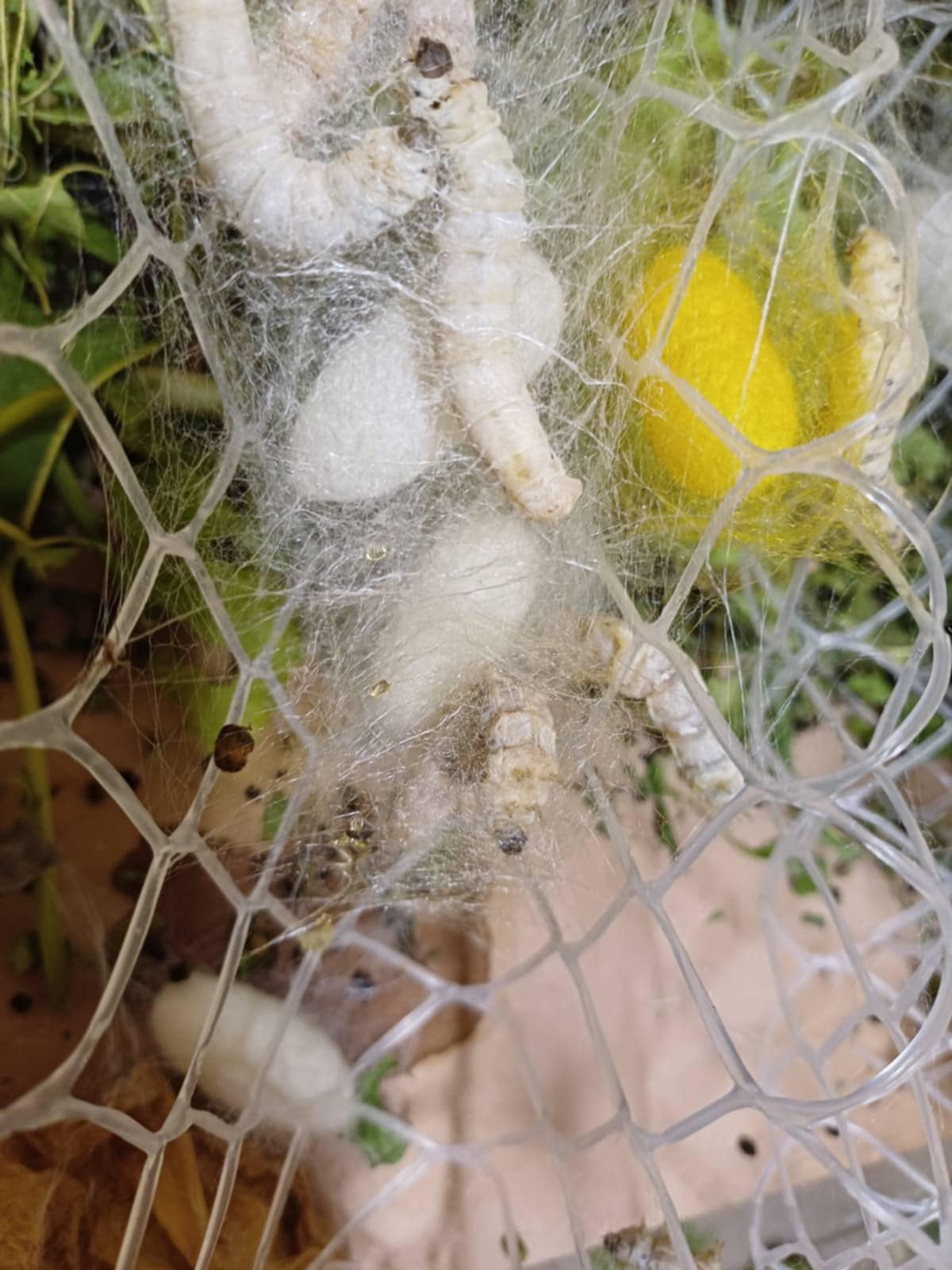 260a9e1a b0ea 44c9 b1dd 5e0a05f00b75