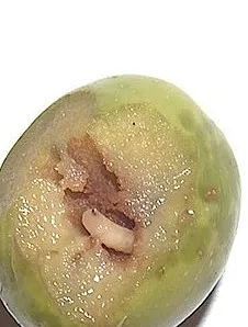 800px bactrocera oleae g1 2