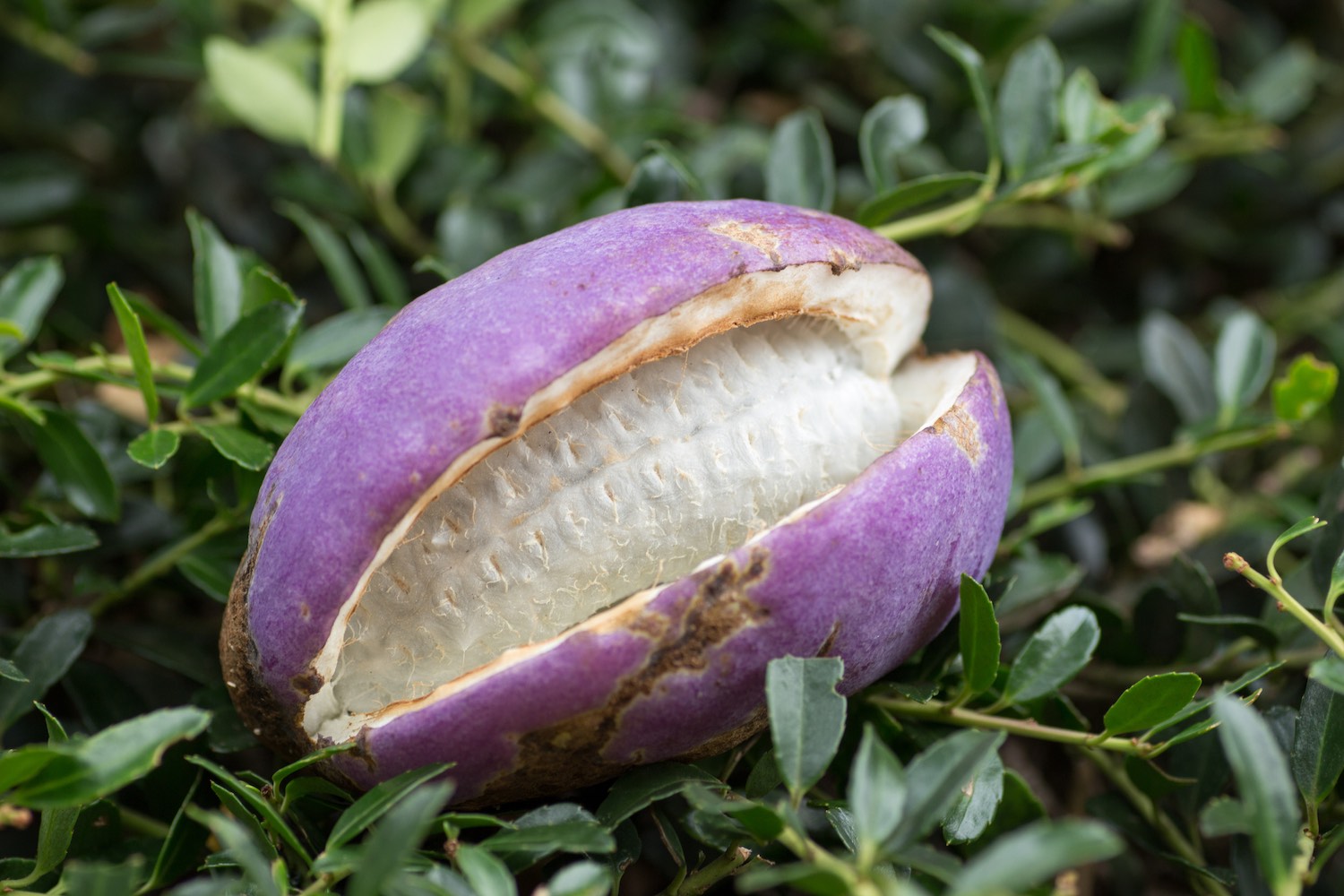 Akebi fruit