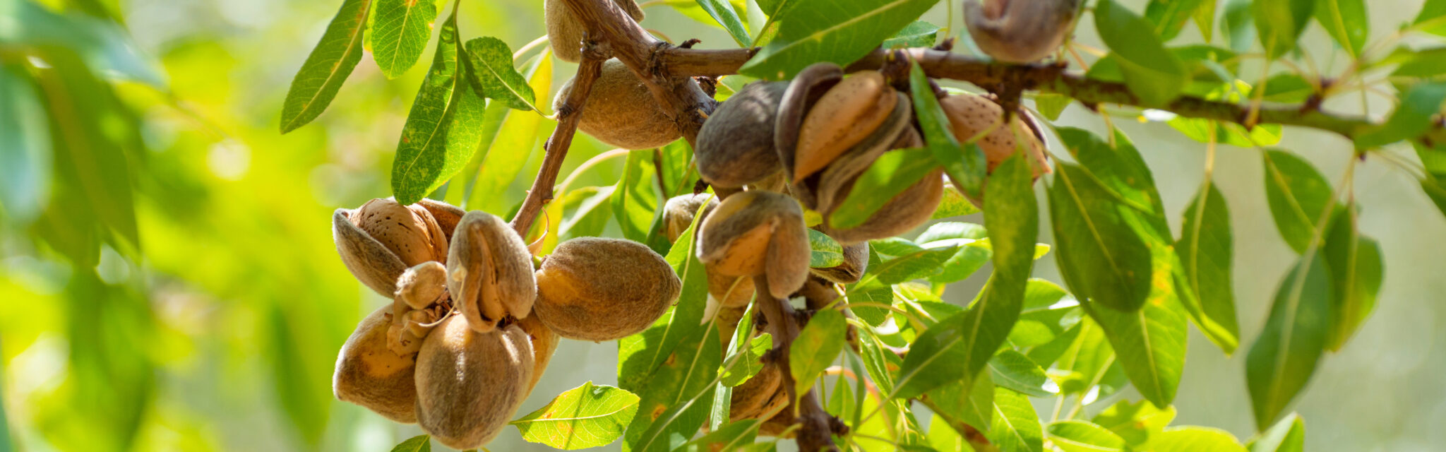 Almonds on trees e1678391964234 2048x640