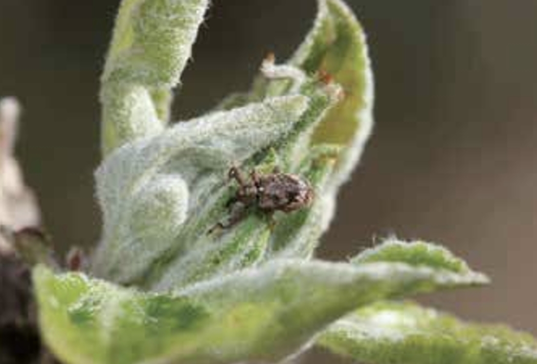 Anthonomos2