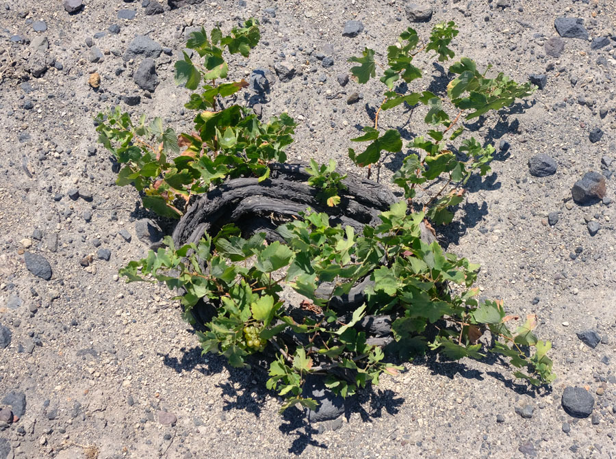 Assyrtiko foliage