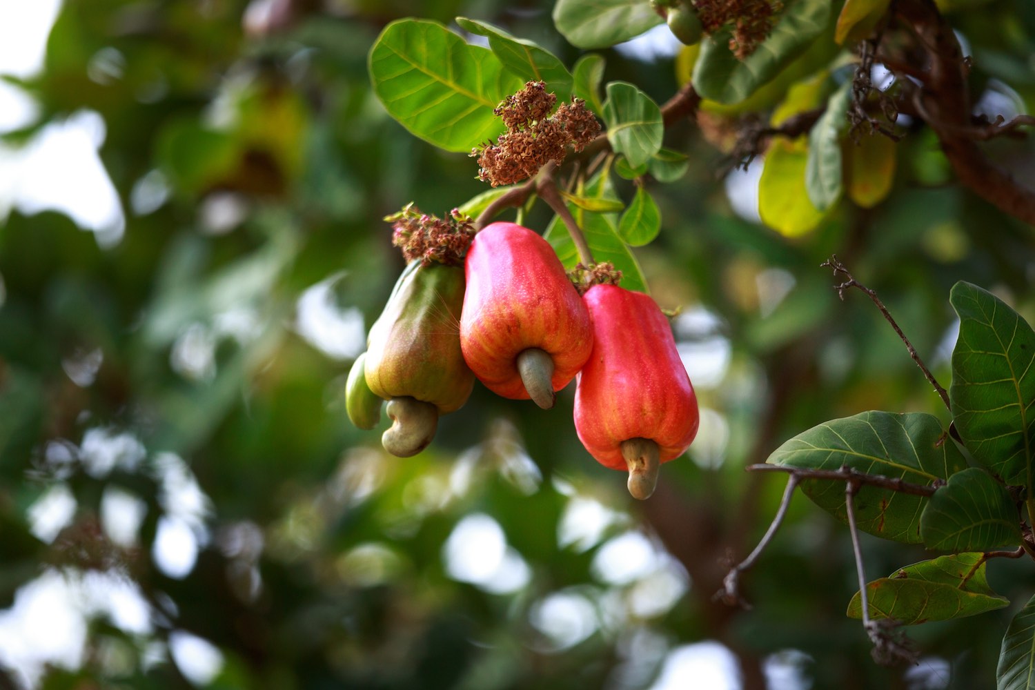 Cashew Fruit