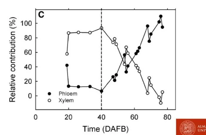 Contributi relativi di floema e xilema lungo la stagione 1