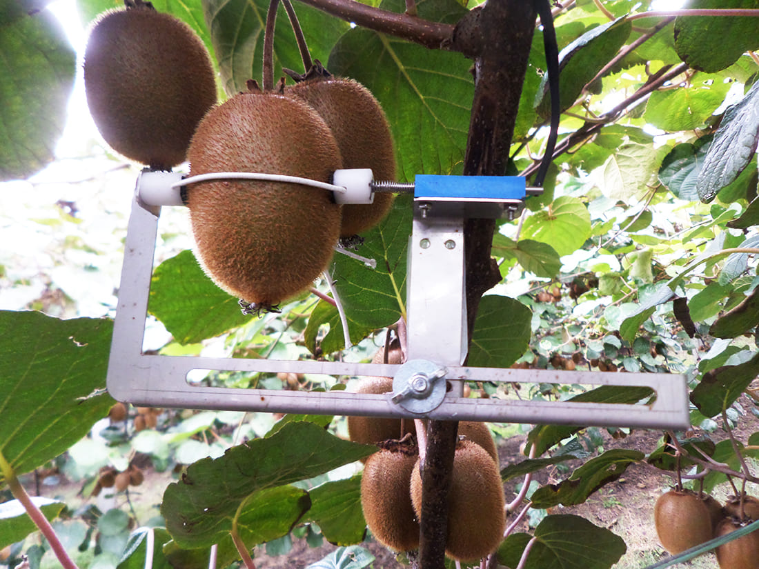 Dendrometer sensor in a kiwi crop