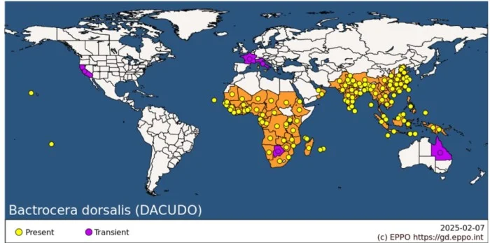 Diffusione mosca mediterranea della frutta