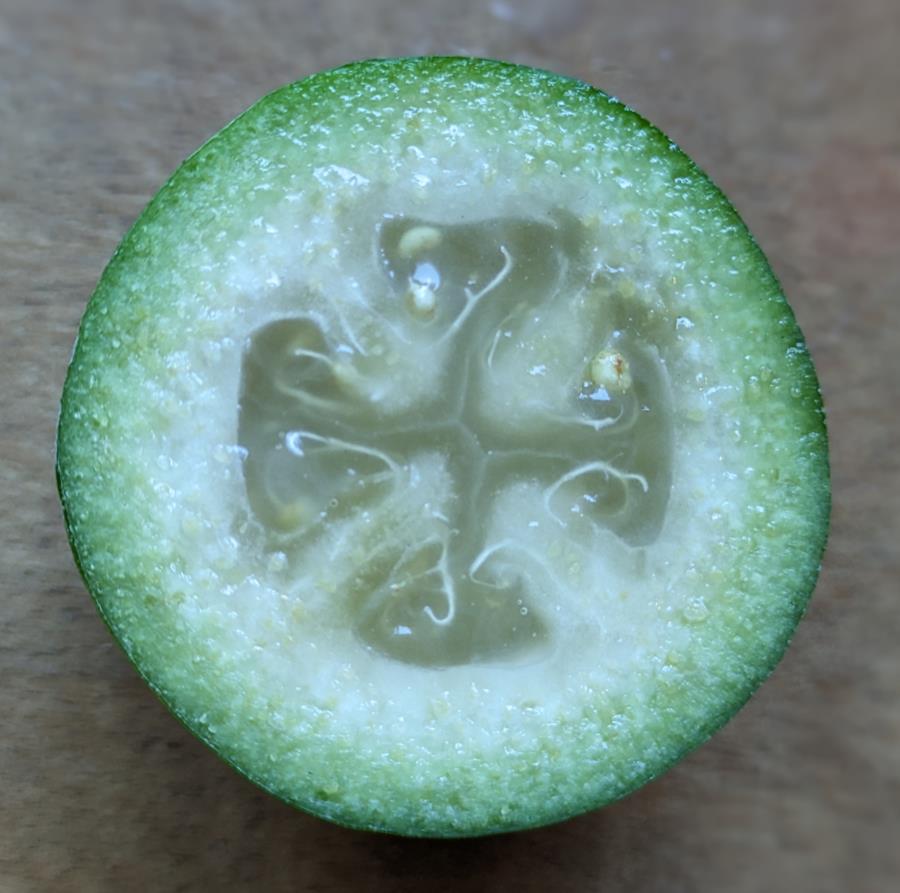 Feijoa closeup open