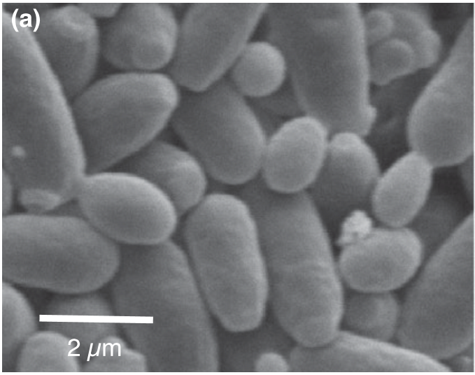 Fig3a 1