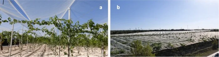 Figura 2. Impianti protetti da rete antigrandine a vigneto alla 1 a foglia b vigneto adulto