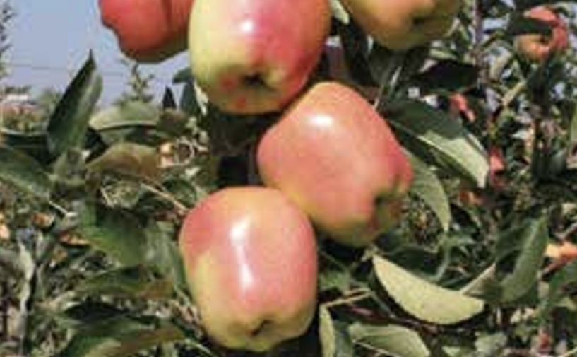 Gold chief gold pink