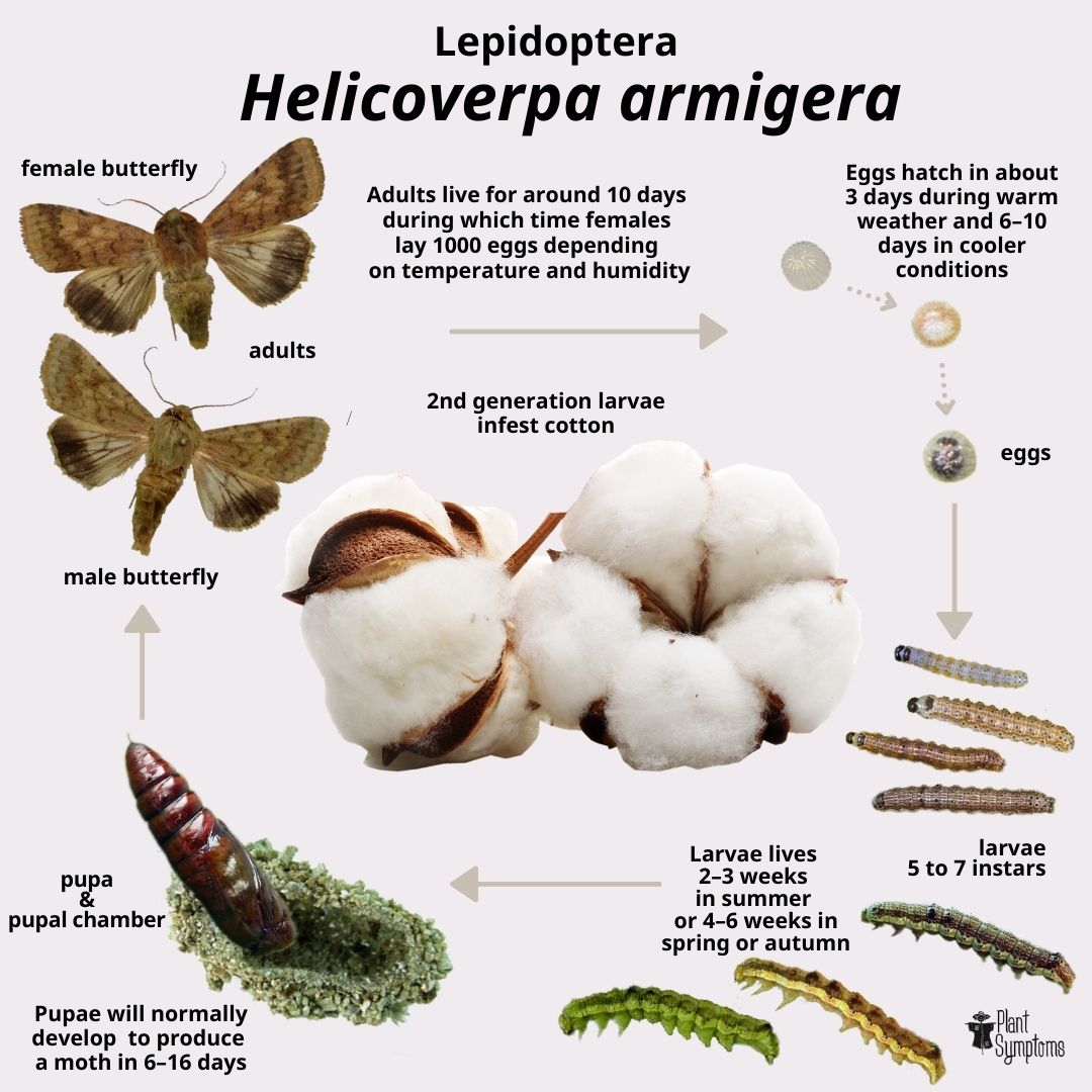 Helicoverpa armigera