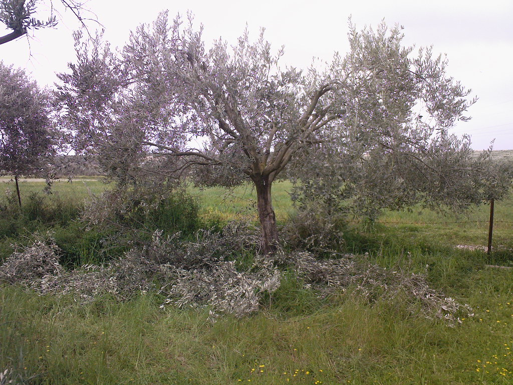 HellaBiom Olive Tree PruningBIOMAZA