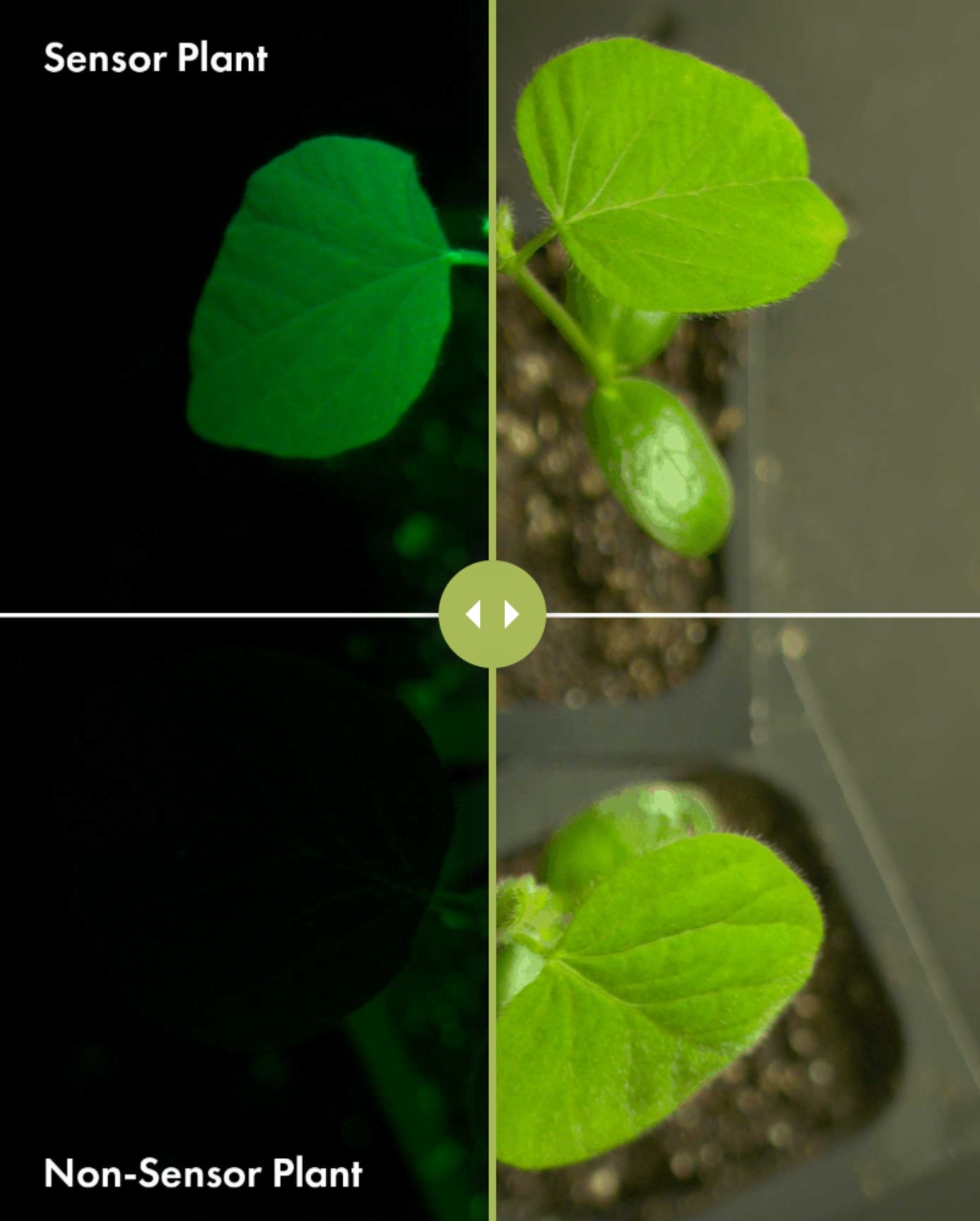 Innerplant 2