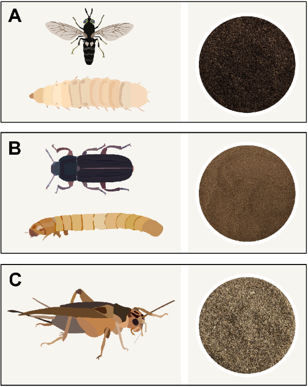 Insect species approved in the EU for food