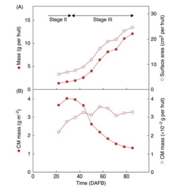 La crescita veloce della ciliegia durante e dopo linvaiatura determina un repentino aumento della superficie senza deposizione di nuova cuticola