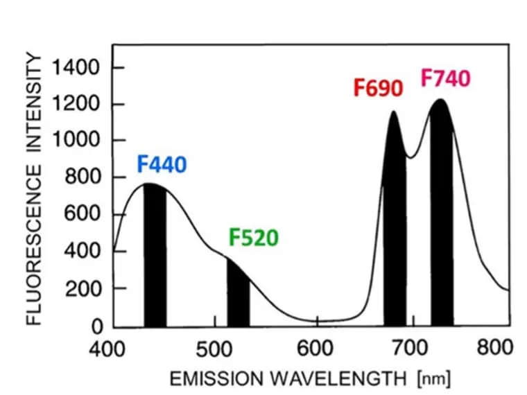 Light Fluorescence Ratios.jpg