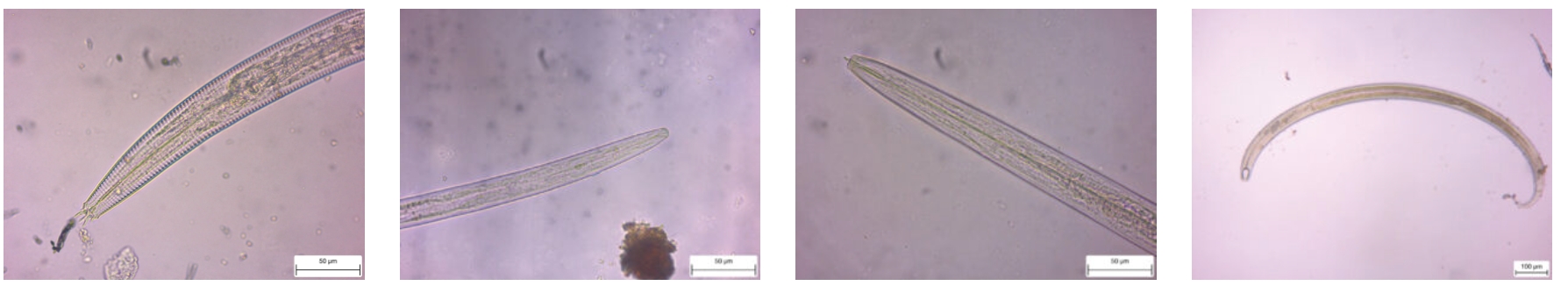 Nematodes