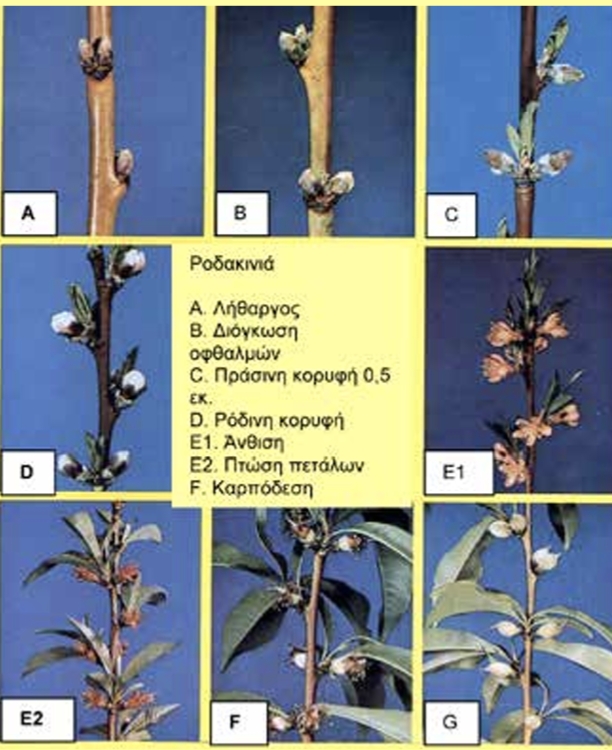 Nitrogen2