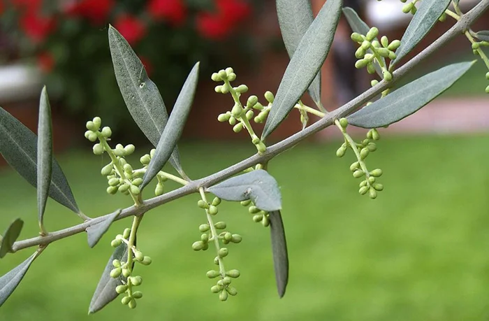 Olivo mignolatura