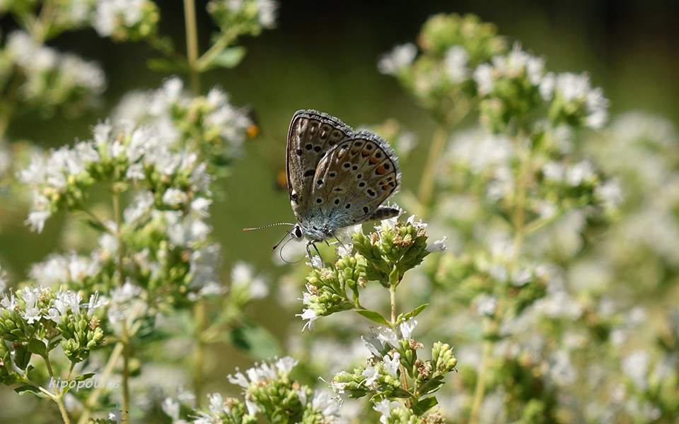 Origanum vulg ssp. hirtum