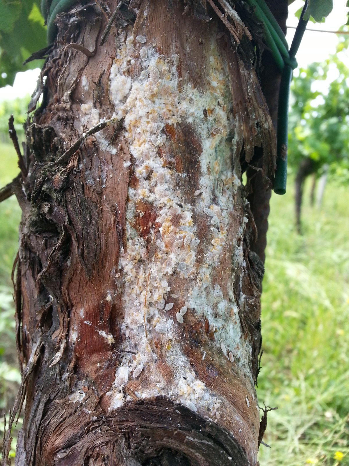 P. comstocki colonia