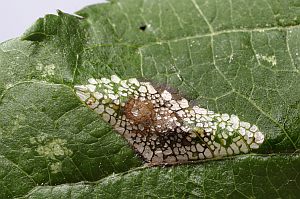PB blancardella Phyllonorycter KR1220 M13mm 2005 10 16 3aoP2 Malus
